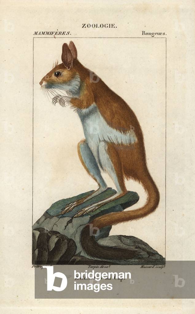 Helamys du Cap ou hevre jumteur ou grand gerbo - Eau forte by Jean Gabriel Pretre (1780-1845), engraved by Carnonkel, for the dictionary of natural sciences: mammals by Frederic Cuvier, edited by Pierre Jean Francois Turpin (1775-1840), published by F.G.Levrault, a Paris, 1816