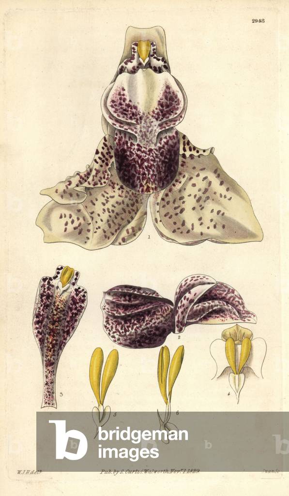 detail of orchid flower Stanhopea insignis - Illustration by William Jackson Hooper (1785-1865), engraving by Swan, for the botanical magazine of William Curtis, 1829