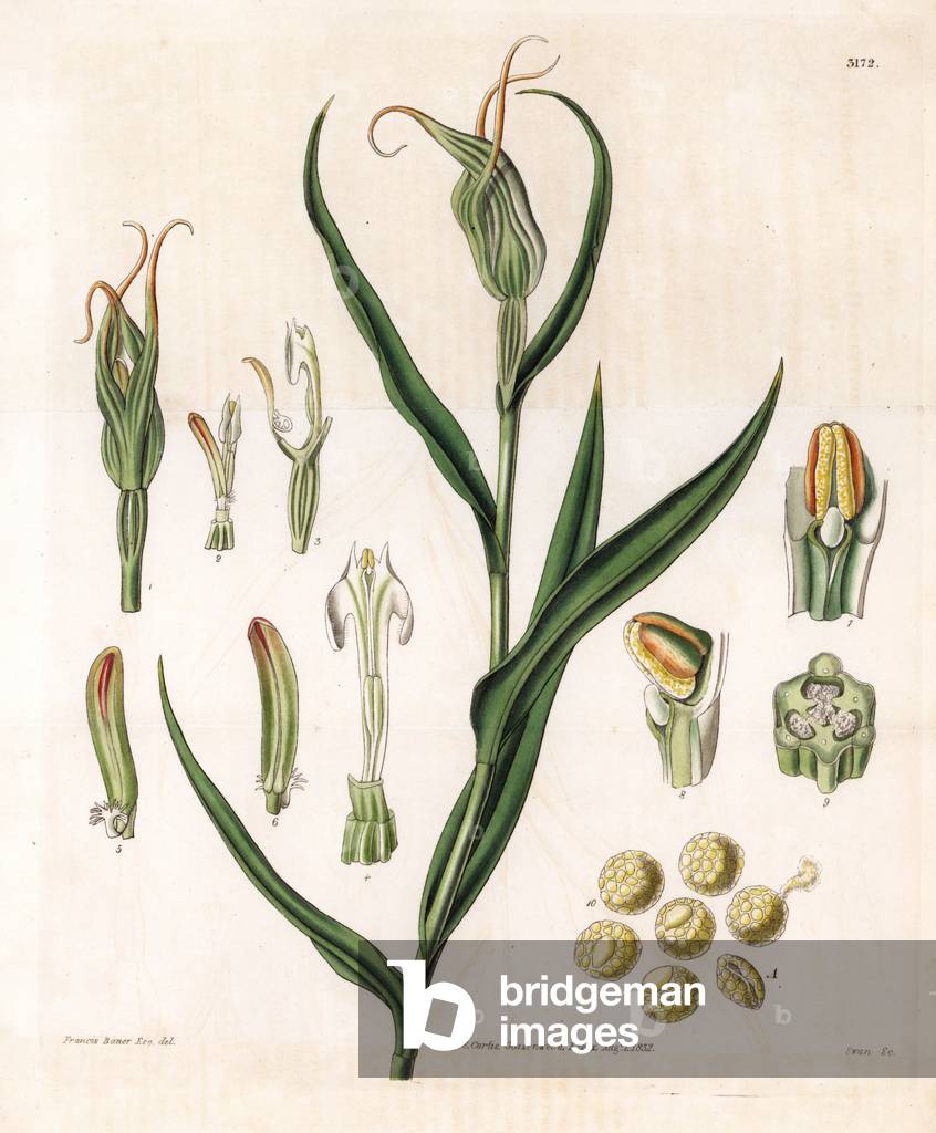 New Zealand Orchid Variety - Greenhood or tututukiwi orchid, Pterostylis banksii (Large leaved pterostylis) Pterostylis Banksii, native to New Zealand. Handcoloured copperplate engraving by Swan after an illustration by Francis Bauer from Samuel Curtis' “” Botanical Magazine,”” London, 1832.