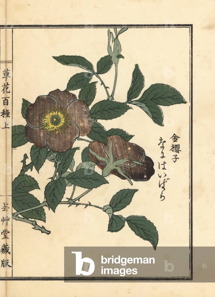 Handcoloured woodblock print by Kono Bairei for Kusa Bana Hyakushu 'One Hundred Varieties of Flowers', Tokyo, Yamada, 1901