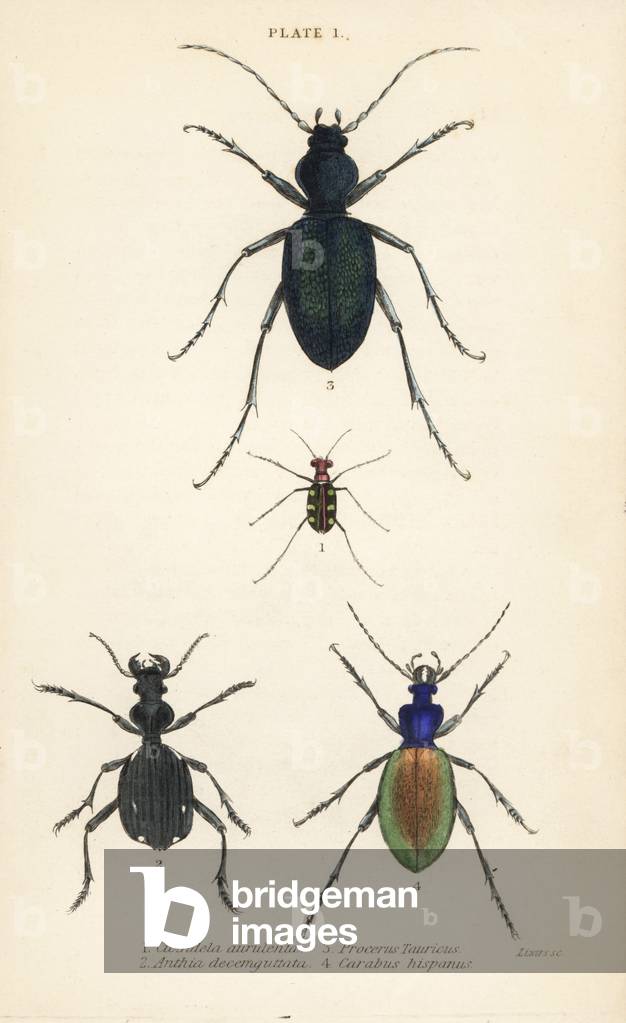 Blue-spotted or golden-spotted tiger beetle, Cicindela aurulenta 1, saber-toothed ground beetle, Anthia decemguttata 2, huge violet ground beetle, Carabus scabrosus tauricus 3, and ground beete, Carabus hispanus 4