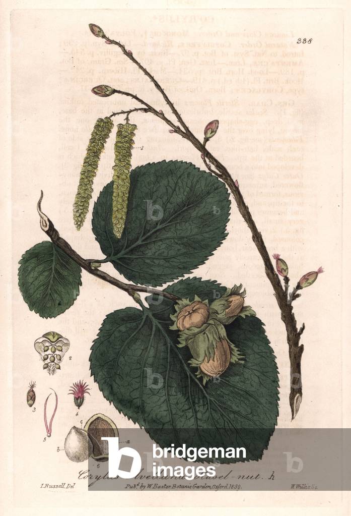 Hazelnut or coudrier (Corylus avellana) - Botanical Plate by Isaac Russell, engraved by Charles Matthews, from “English Botanical Phenomenes” by William Baxter (1788-1871), 1837