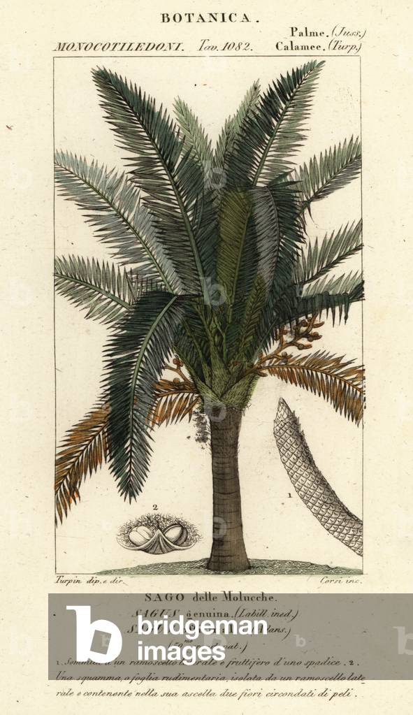 True sago palm, Metroxylon sagu