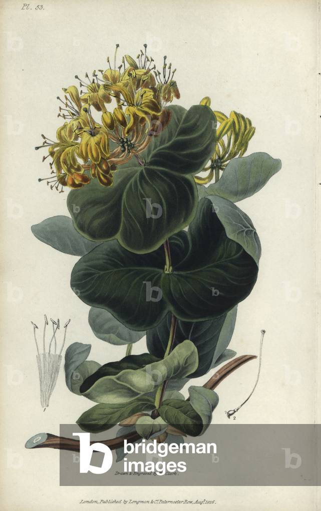 Native yellow honeysuckle, Lonicera flava. Handcoloured botanical illustration drawn and engraved by William Clark from Richard Morris's “Flora Conspicua” London, Longman, Rees, 1826. William Clark was former draughtsman to the London Horticultural Society and illustrated many botanical books in the 1820s and 1830s.