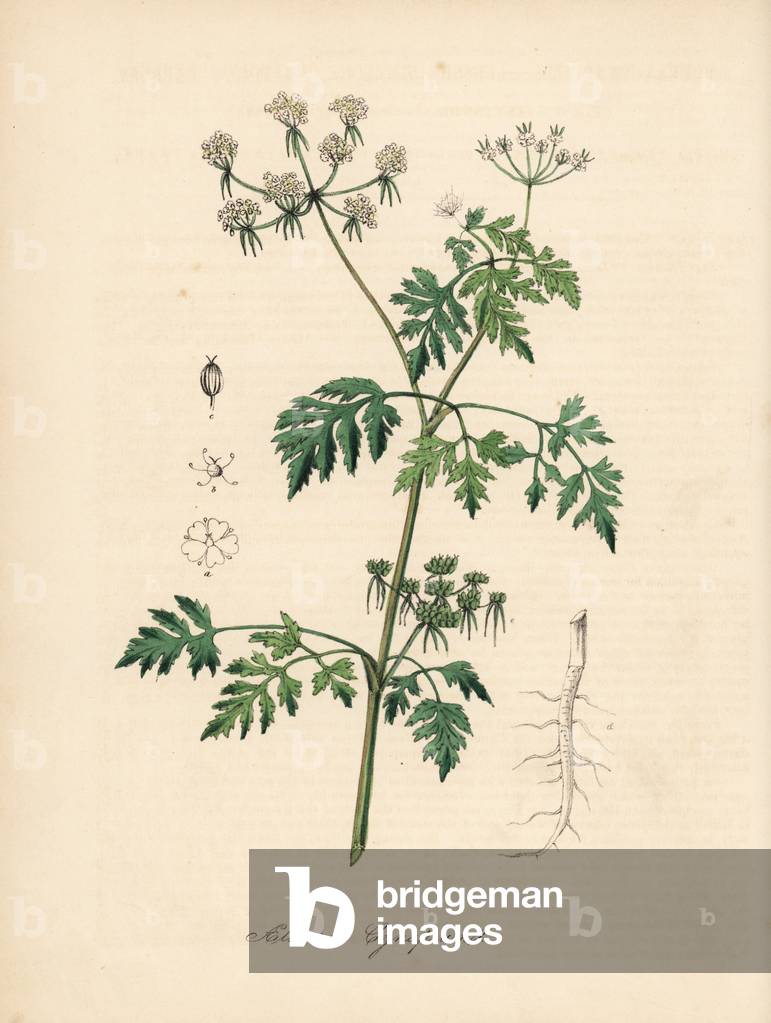 Small hemlock or fool's parsley, Aethusa cynapium. Handcoloured zincograph by C. Chabot drawn by Miss M. A. Burnett from her “” Plantae Utiliores: or Illustrations of Useful Plants,”” Whittaker, London, 1842. Miss Burnett drew the botanical illustrations, but the text was chiefly by her late brother, British botanist Gilbert Thomas Burnett (1800-1835).