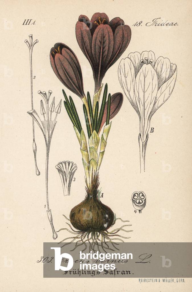 Crocus of Naples or Crocus Spring or Spring - Spring crocus, Crocus vernus. Handcoloured lithograph from Diederich von Schlechtendal's German Flora (Flora von Deutschland), Jena, 1871.