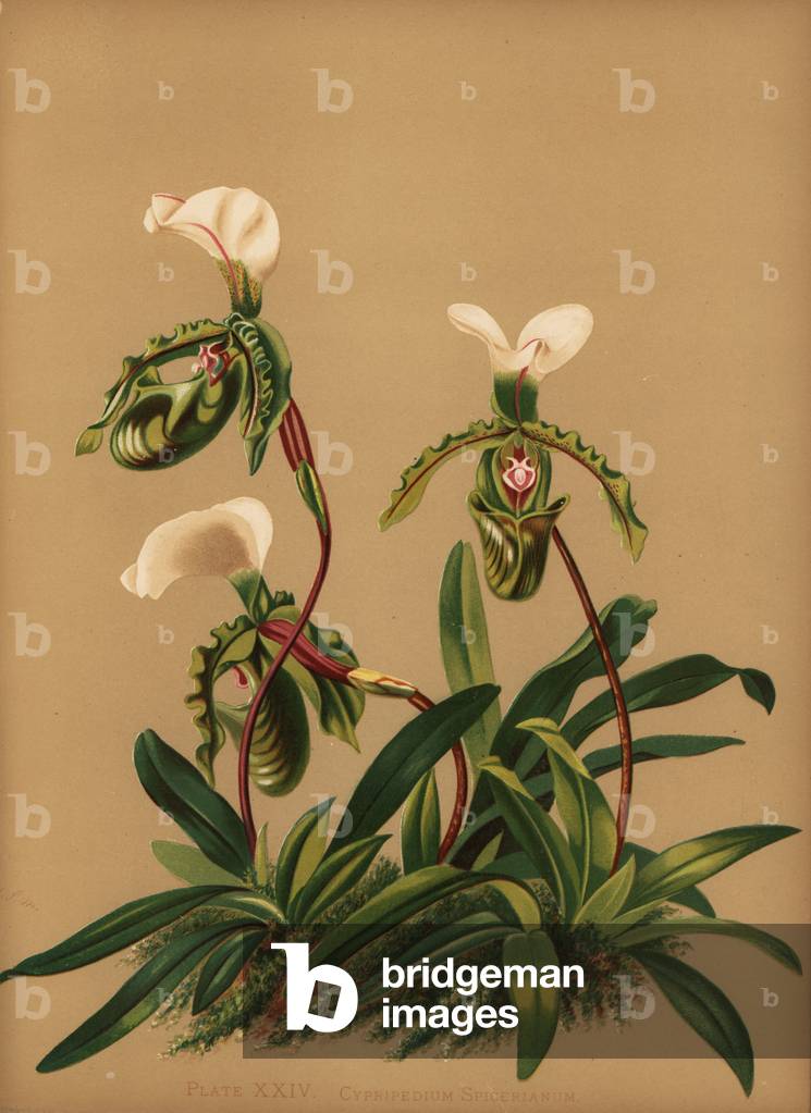 Paphiopedilum spicerianum orchid (Cypripedium spicerianum)