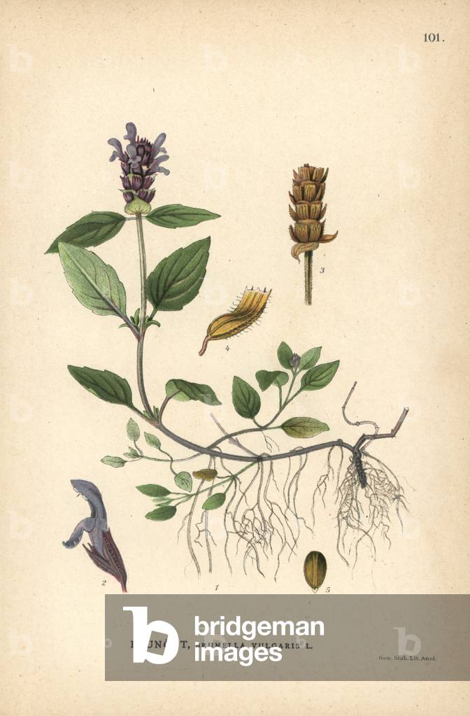 Self-heal, Brunella vulgaris
