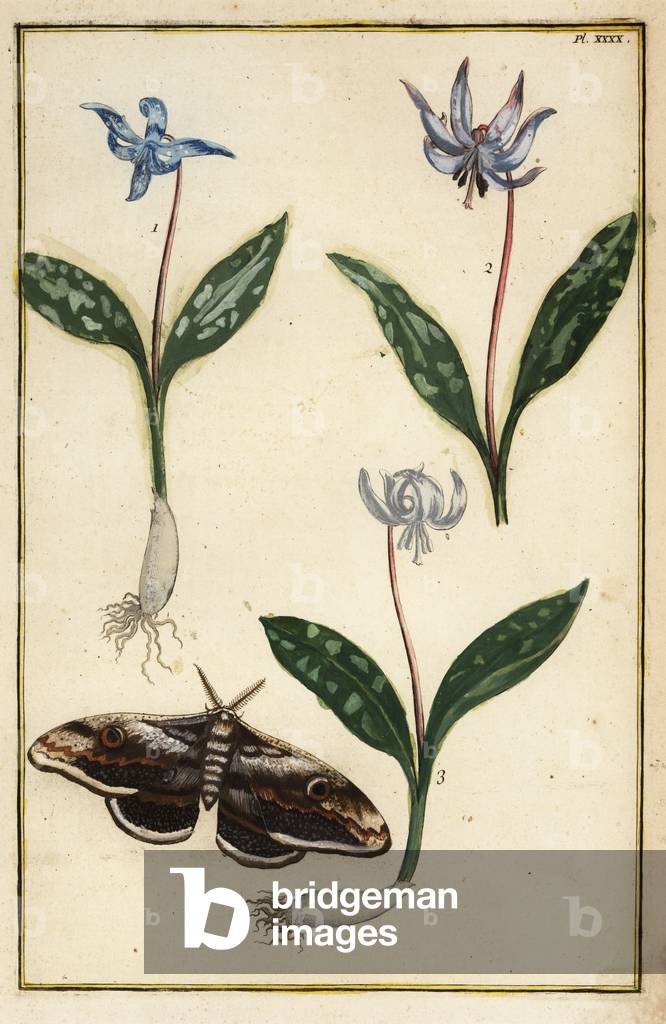 Dog's-tooth-violet or dogtooth violet, Erythronium dens-canis, and moth
