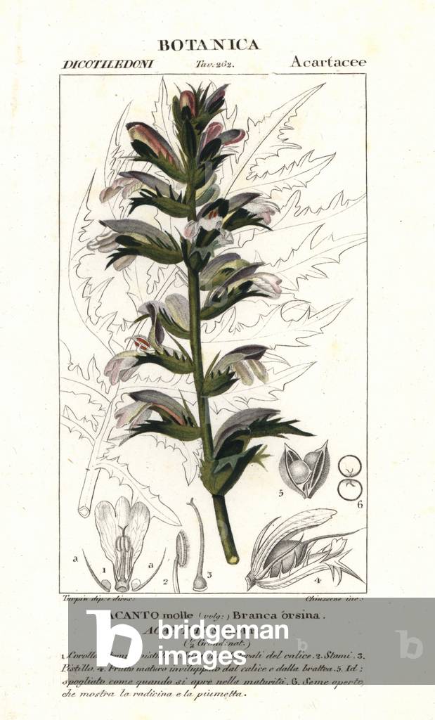 Bear’s breeches or sea dock, Acanthus mollis
