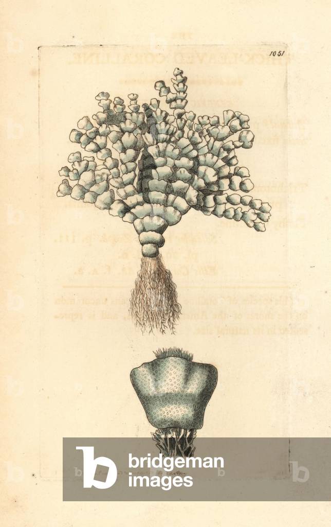 Corralina incrassata - Lithography by Richard Polydore Nodder (1774-1823) published in The Naturalist Miscellany, 1812