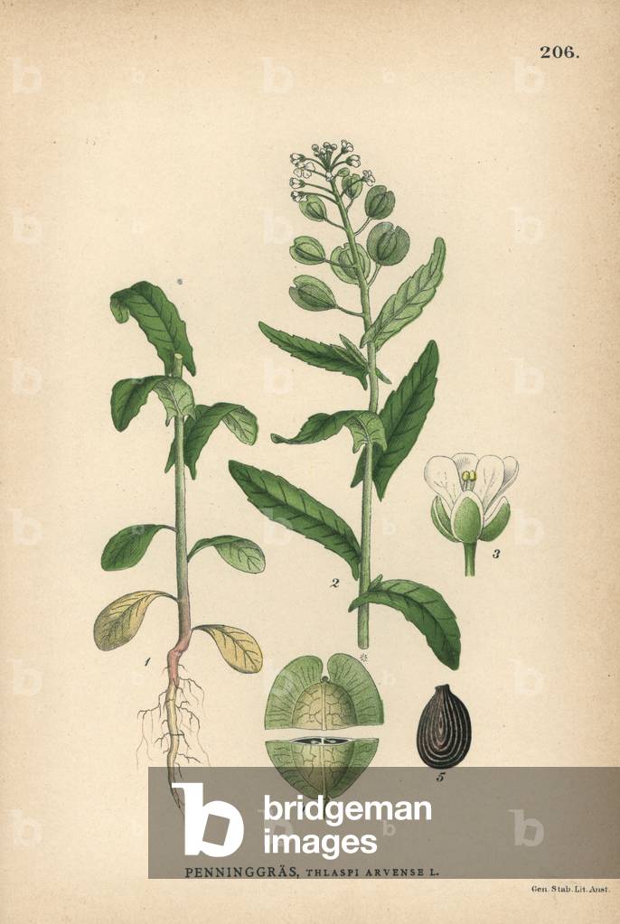 Field pennycress, Thlaspi arvense