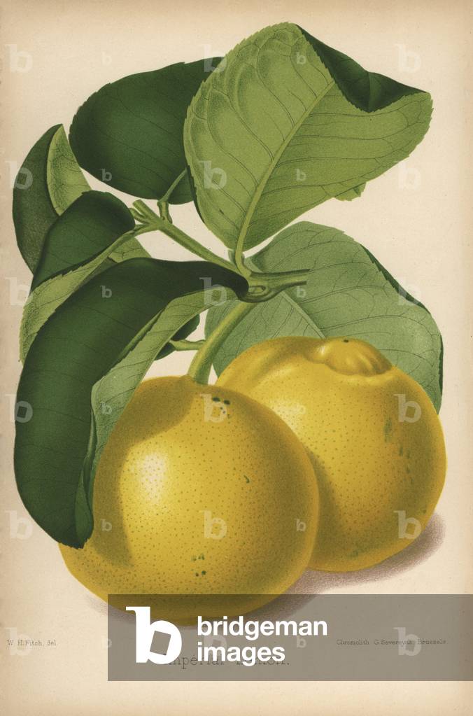 Imperial lemon variety. Chromolithography drawn by Walter Hood Fitch, Miss E. Regel and J.L. Macfarlane, lithography by G.Severeyns and Stroobant, Belgium, published in Floriste et Pomologie, by Robert Hogg, published in London 1878 to 1884.