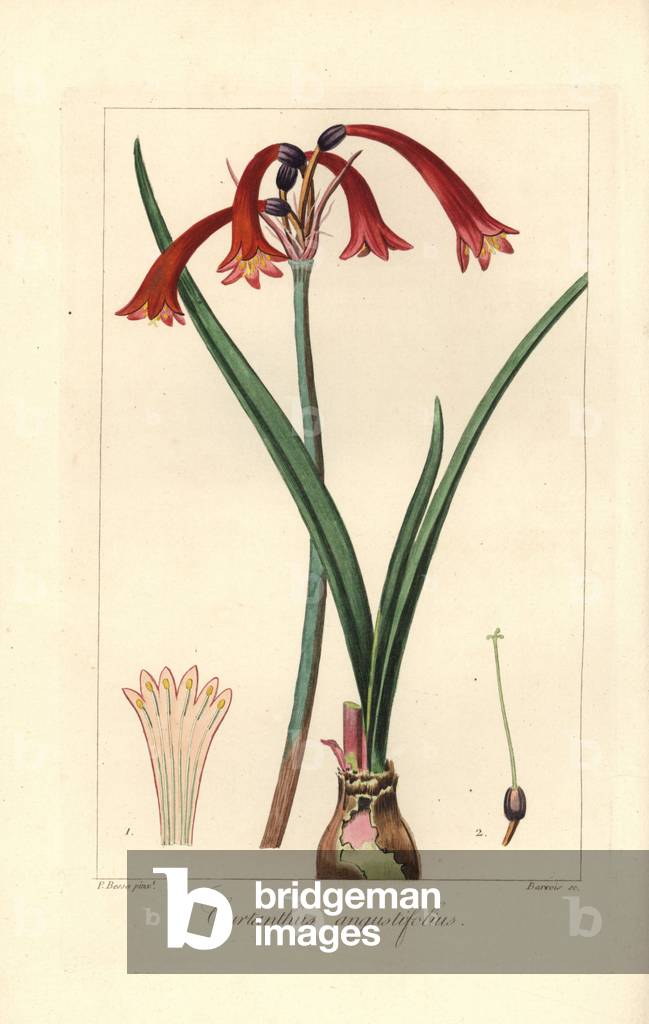 Narrowleaved cyrtanthus, Cyrtanthus angustifolius, native to South Africa. Handcoloured stipple engraving on copper by Barrois from a botanical illustration by Pancrace Bessa from Mordant de Launay's “Herbier General de l'Amateur,” Audot, Paris, 1820. The Herbier was published from 1810 to 1827 and edited by Mordant de Launay and Loiseleur-Deslongchamps. Bessa (1772-1830s), along with Redoute and Turpin, is considered one of the greatest English botanical artists of the 19th century.