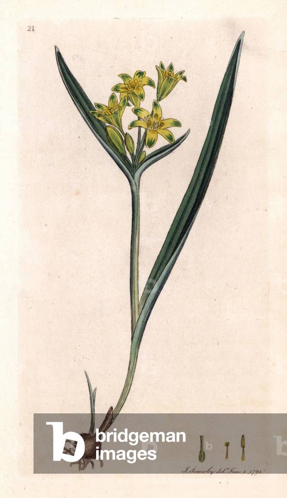 Yellow Gagee or Wood or Yellow Star (Ornithogalum luteum) - Lithography based on a drawing by James Sowerby for Smith's English Botanical, published in London (England), 1792
