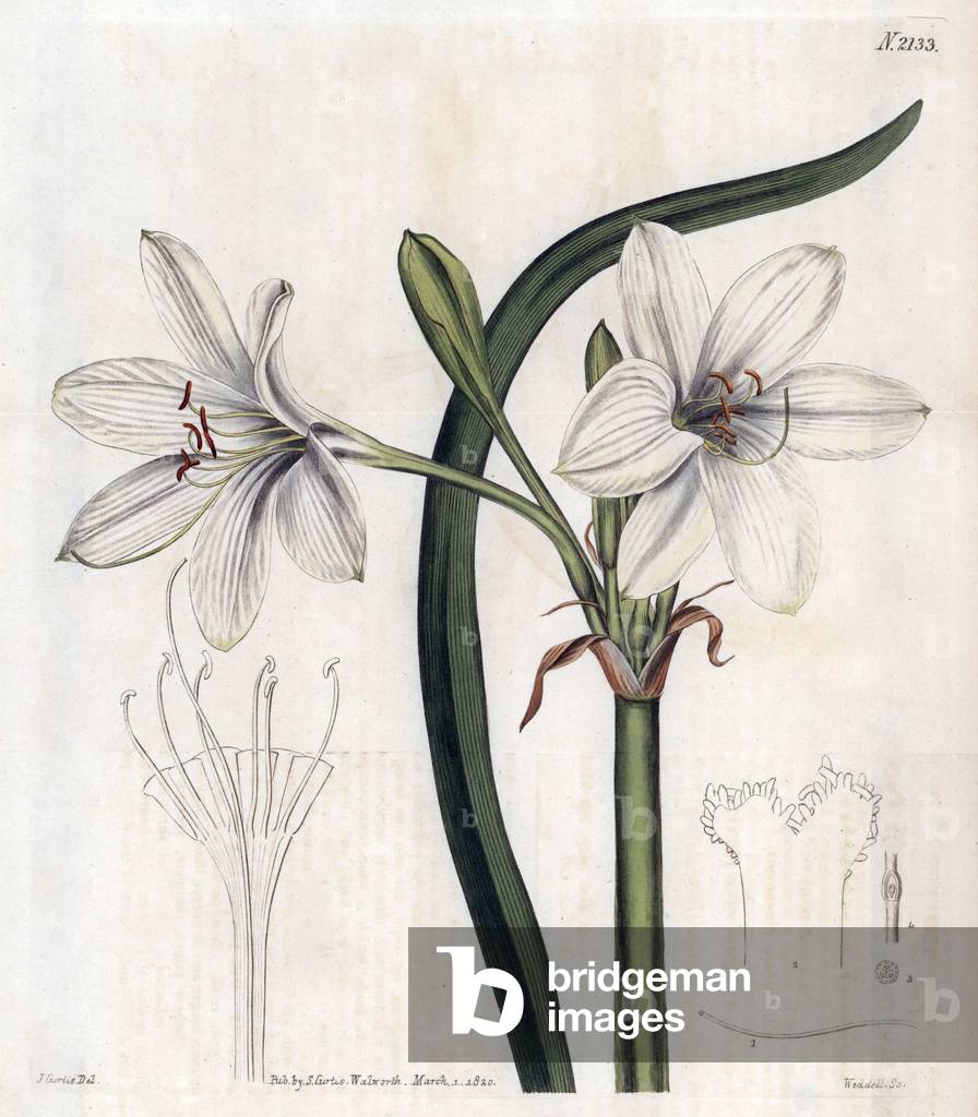 White lily variete. Copper engraving, starring John Curtis and grave by Weddell, published in the “Curtis Botanical Magazine”, 1820, by Samuel Curtis, London, England.