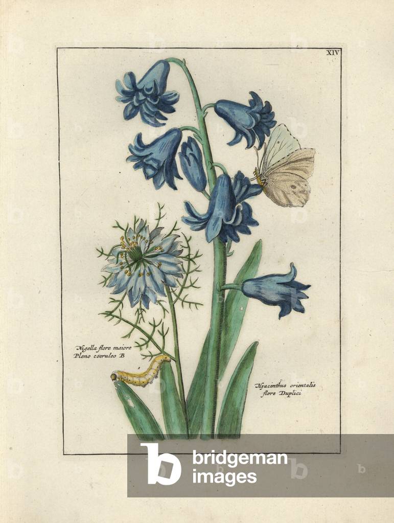 Hyacinth of Orient and Nigelle of Damascus, with caterpillar and butterfly - Lithography attributed to Paul Theodor van Brussel (1754-1795), author of the cover bouquet, or A.Bres., influenced by Nicolas Robert (1614-1685), published in “Nederlandsch Bloemwerk” (Dutch Floral Compositions), Amsterdam, J.B. Elwe, 1794