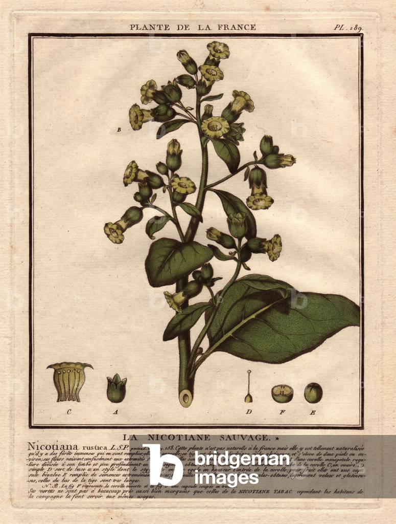 Wild nicotian (Nicotiana rustica). Description of the upper part of a plant, with stem, leaves and flowers. Details of the flower and seed parts. Eau forte en couleurs 18th century, in Herbier de la France (1780-1793), drawing, engraving and printing by Jean Baptiste Francois Pierre Bulliard (1742-1793), French botanist.