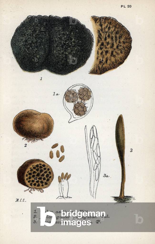 Summer truffle or St. John's truffle (Tuber aestivum 1), roge truffle (Melanogaster variegatus 2), geoglosse or tongue (Geoglossum olivaceum 3) -Chromolithography after drawing by Mordecai Cubitt Cooke (1825-1914), published in “A Plain and Easy Account of British Fungi” (English mushrooms), edition Robert Hardwicke, London, 1862