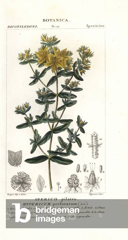 Perforate St John's-wort, Hypericum perforatum