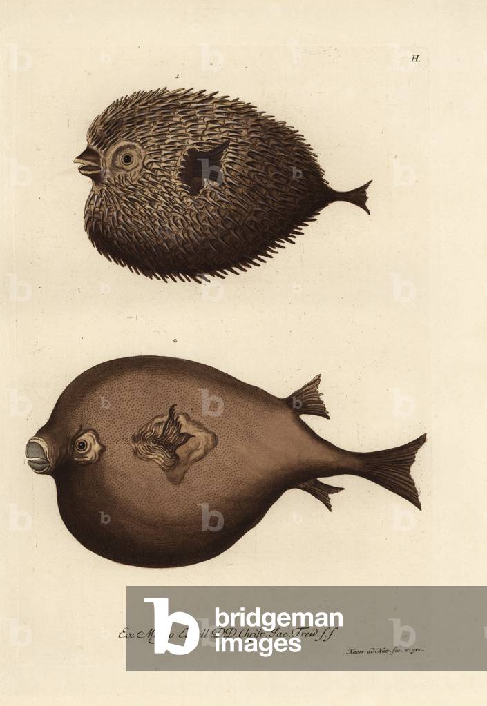 Spot-fin porcupinefish, Diodon hystrix, and pufferfish, Lagocephalus lagocephalus. Ostracion, Hystrix, ungunfish, Orbis inermis, Orbis mammillaris. Handcoloured copperplate drawn and engraved by Georg Wolfgang Knorr from his Deliciae Naturae Selectae of Kabinet van Zeldzaamheden der Natuur, Blusse and Son, Nuremberg, 1771. Specimens from a Wunderkammer or Cabinet of Curiosities owned by Dr. Christoph Jacob Trew in Nuremberg.