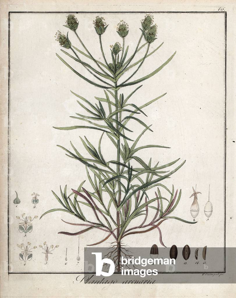 Sand plantain or grass in puves or pulicary - Lithography by F. Guimpel, extracted from medical botanical by Friedrich Gottlob Haynes (1763-1832), Berlin, 1822 - French psyllium, Plantago arenaria - Handcoloured copperplate by F. Guimpel from Dr. F. G. Hayne's Medical Botany, Berlin, 1822