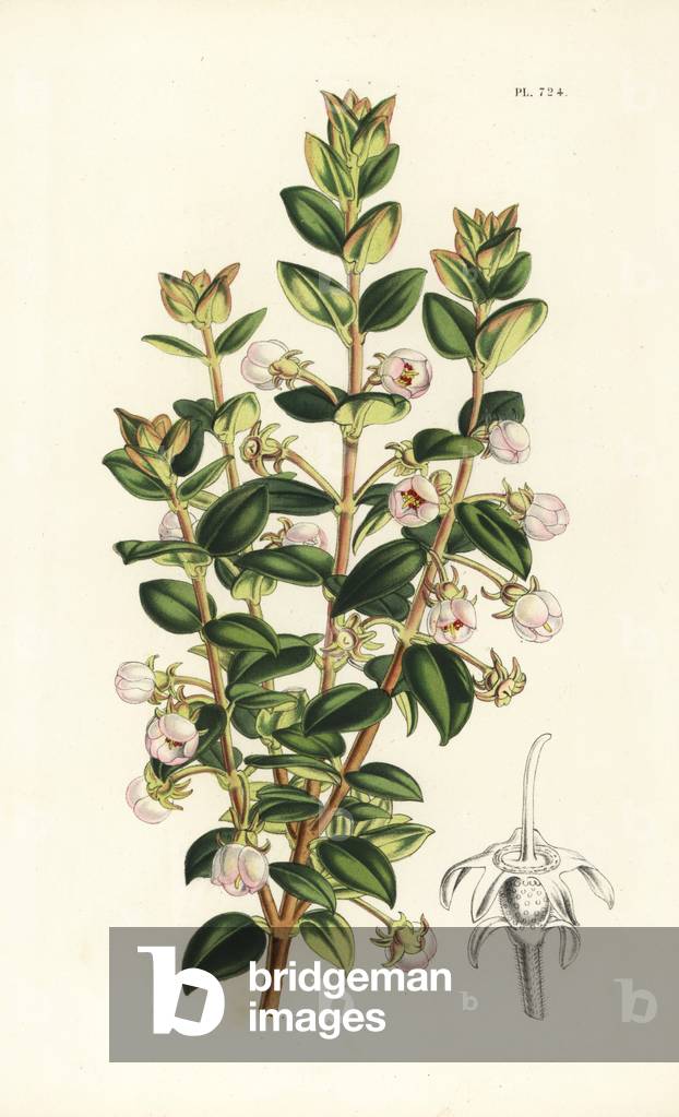 Chilean guava or strawberry myrtle, Ugni molinae (Eugenia ugni). Handcoloured lithograph from Louis van Houtte and Charles Lemaire's Flowers of the Gardens and Hothouses of Europe, Flore des Serres et des Jardins de l'Europe, Ghent, Belgium, 1851.