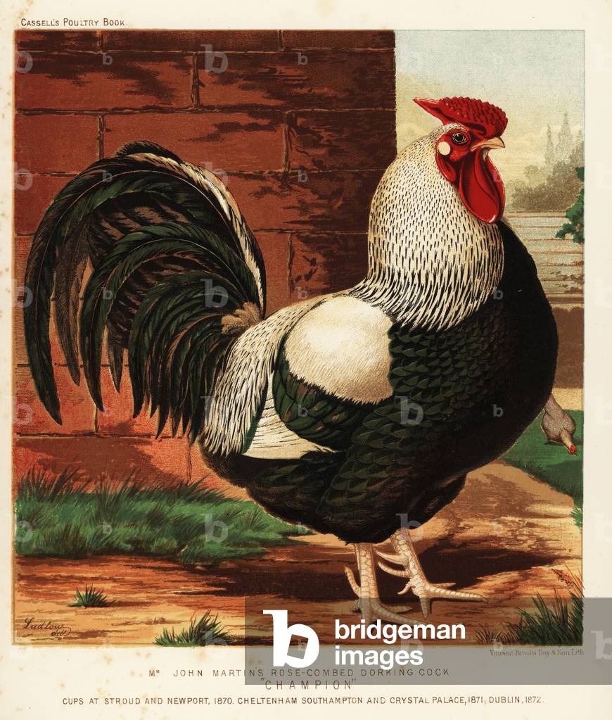 Rose-combed Dorking cock, 1890 (chromolithograph)