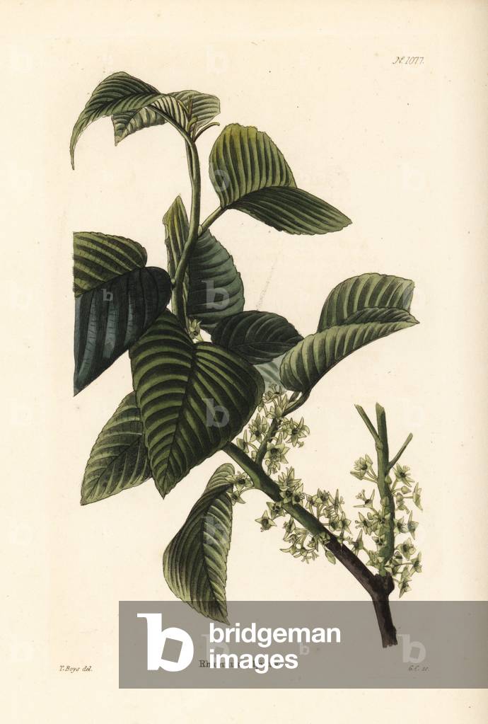 Alpine buckthorn, Rhamnus alpina. Handcoloured copperplate engraving by George Cooke after Thomas Shotter Boys from Conrad Loddiges' Botanical Cabinet, Hackney, 1825.