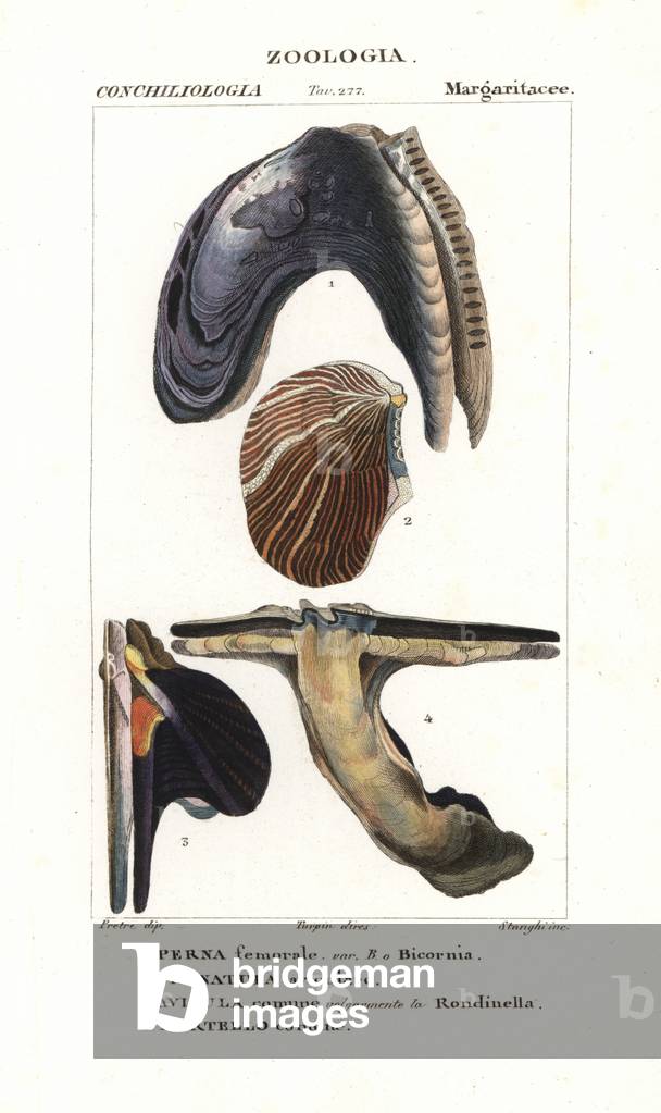 Varieties of oyster