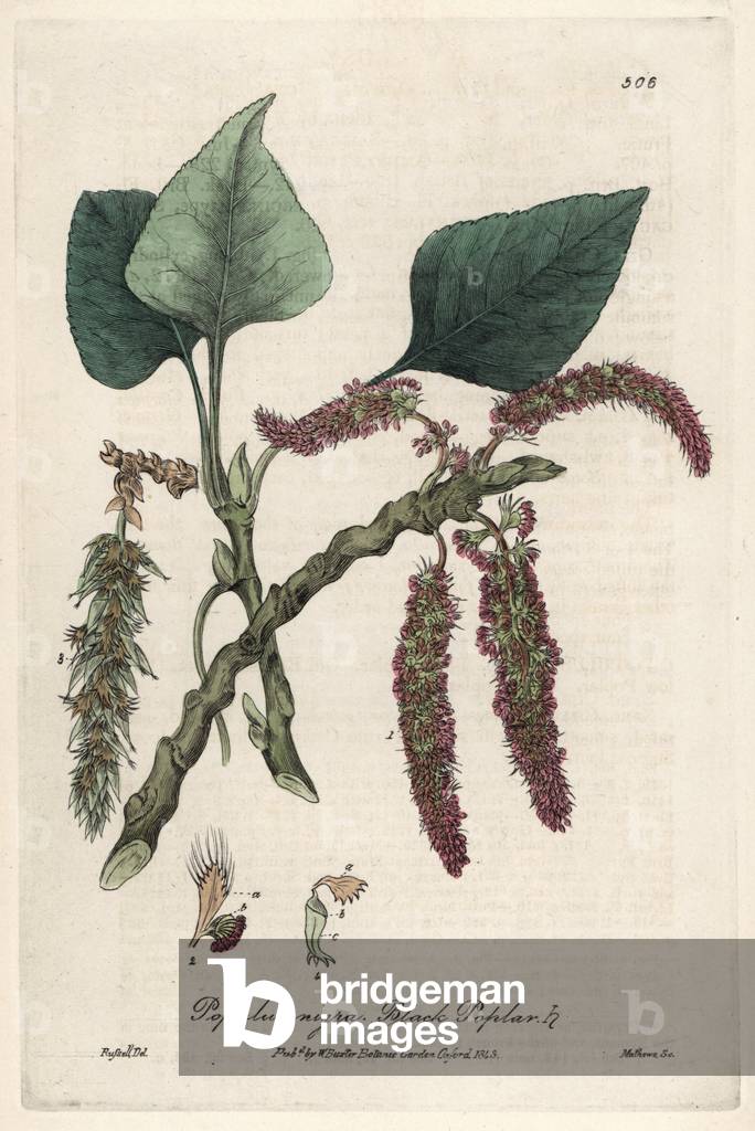 Black or frank poplar, liard or piboule (Populus nigra) - Botanical Plate by Isaac Russell, engraved by Charles Matthews, taken from “English Botanical Phenomenes” by William Baxter (1788-1871), 1837