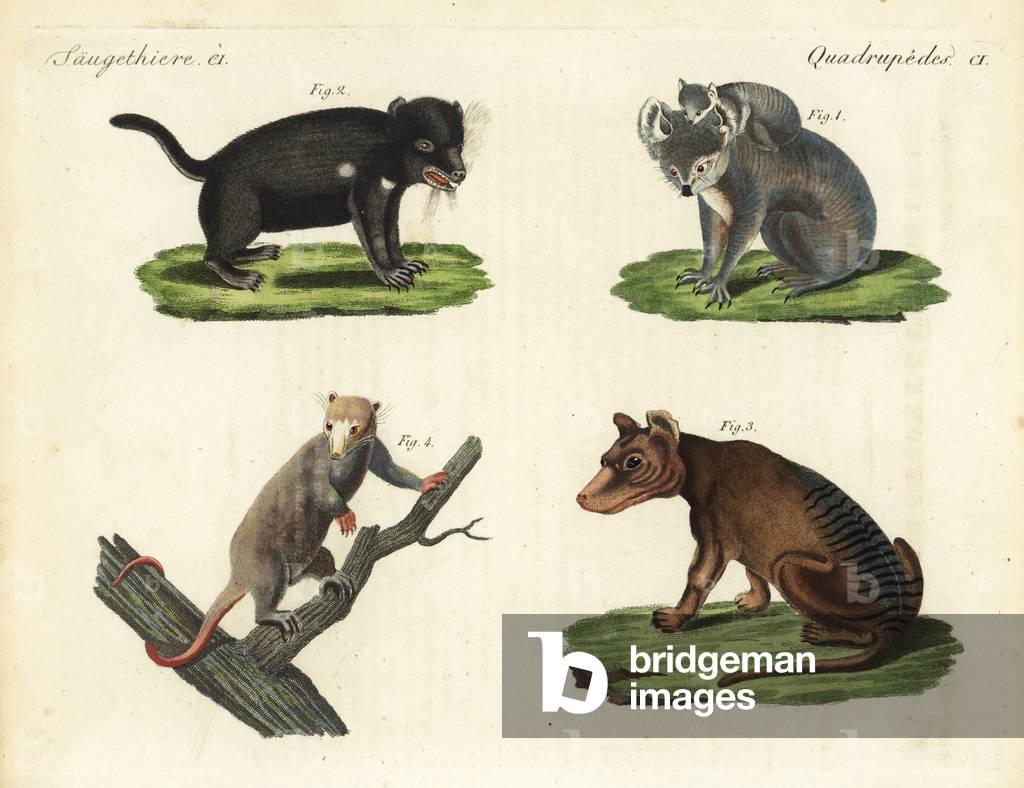 Koala, Phascolarctos cinereus 1, Phascolarctos koala, endangered Tasmanian devil, Sarcophilus harrisii 2, Didelphis ursina, extinct Tasmanian tiger or thylacine, Thylacinus cynocephalus 3, Didelphis cynocephala, and white phalanger, cuscus or possum, Phalangista alba 4. After drawings by George Prideaux Robert Harris. Handcoloured copperplate engraving from Friedrich Johann Bertuch's Bilderbuch fur Kinder (Picture Book for Children), Weimar, 1823.