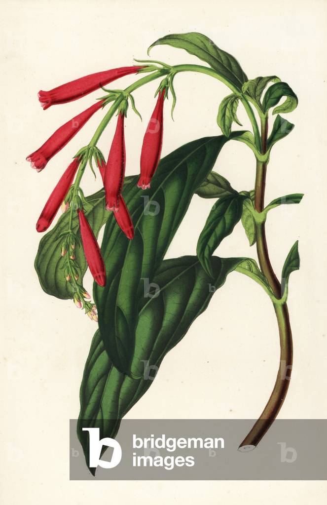 Toothedthread, Odontonema rutilans (Thyrsacanthus rutilans). Handcoloured lithograph from Louis van Houtte and Charles Lemaire's Flowers of the Gardens and Hothouses of Europe, Flore des Serres et des Jardins de l'Europe, Ghent, Belgium, 1851.