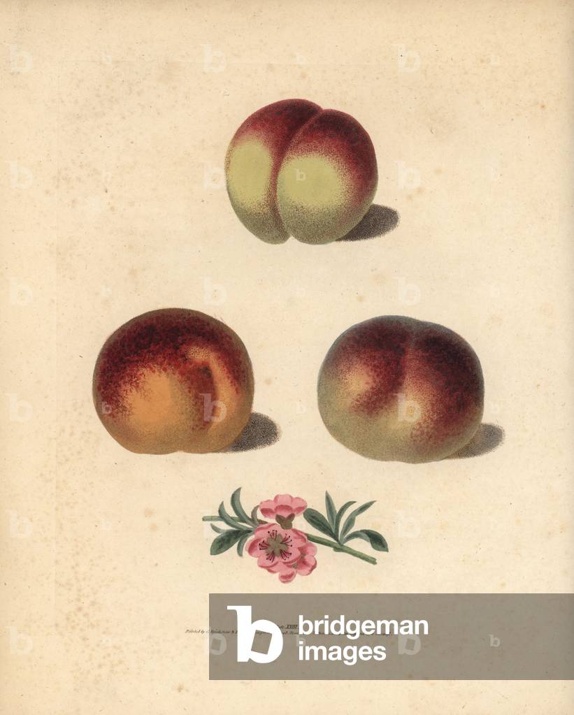 Image of Engraving depicting Peach varieties, b/w