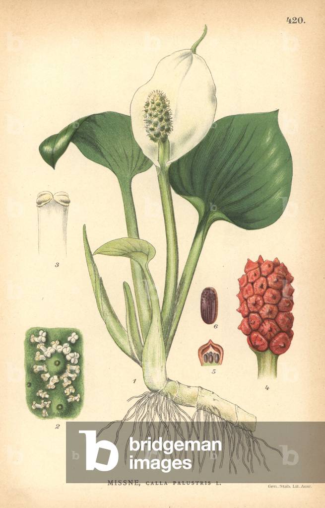 Bog arum, Calla palustris