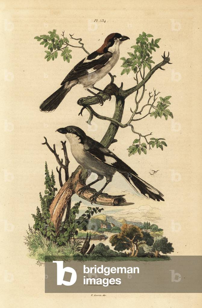 Woodchat shrike, Lanius senator, and Southern grey shrike, Lanius meridionalis