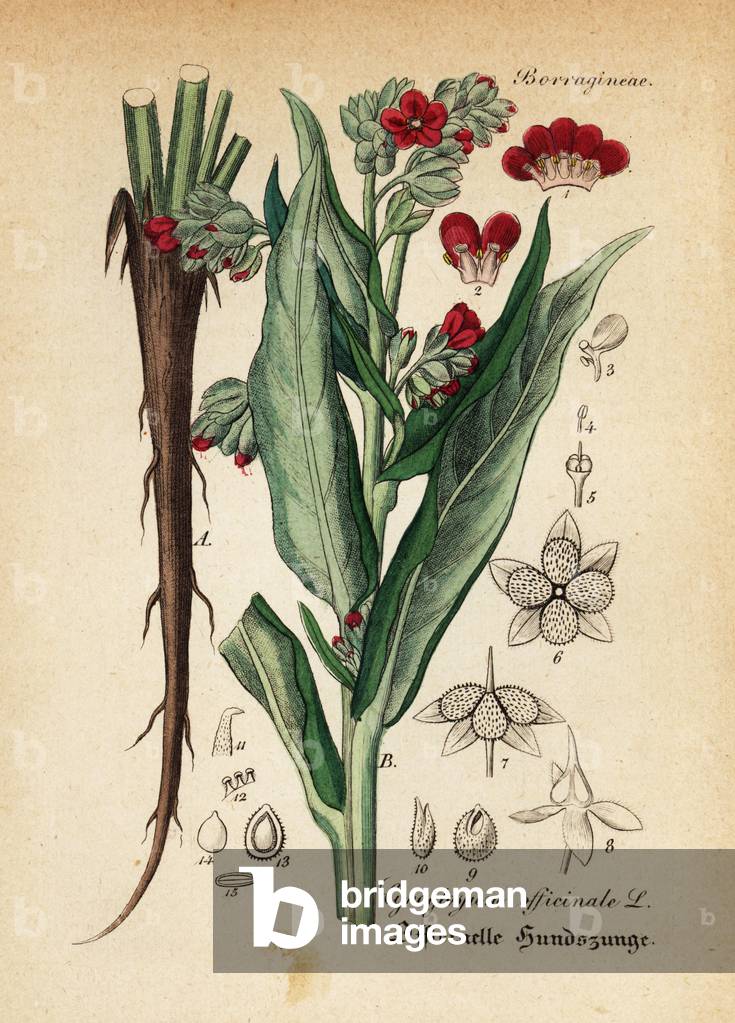 Houndstooth, Cynoglossum officinale. Handcoloured copperplate engraving from Dr. Willibald Artus' Hand-Atlas sammtlicher mediinisch-pharmaceutischer Gewachse, (Handbook of all medical-pharmaceutical plants), Jena, 1876.