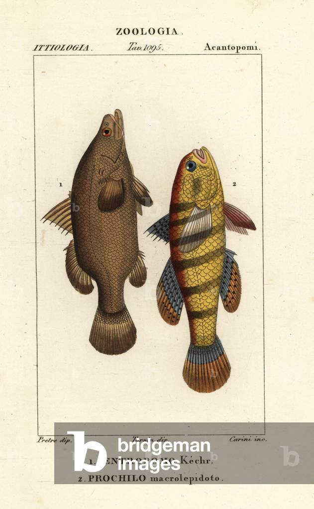 Nile perch, Lates niloticus, and sleeper fish or gudgeon, Ophiocara macrolepidota