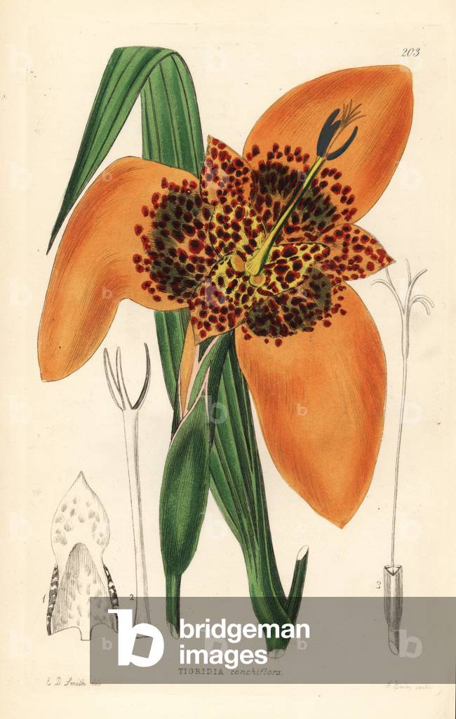 Peacock eye, peacock flower or tiger lily - Mexican shellflower, Tigridia pavonia (Shell-flowered tiger flower, Tigridia conchiflora). Handcoloured copperplate engraving by A. Bailey after Edwin Dalton Smith from John Lindley and Robert Sweet's Ornamental Flower Garden and Shrubbery, G. Willis, London, 1854.