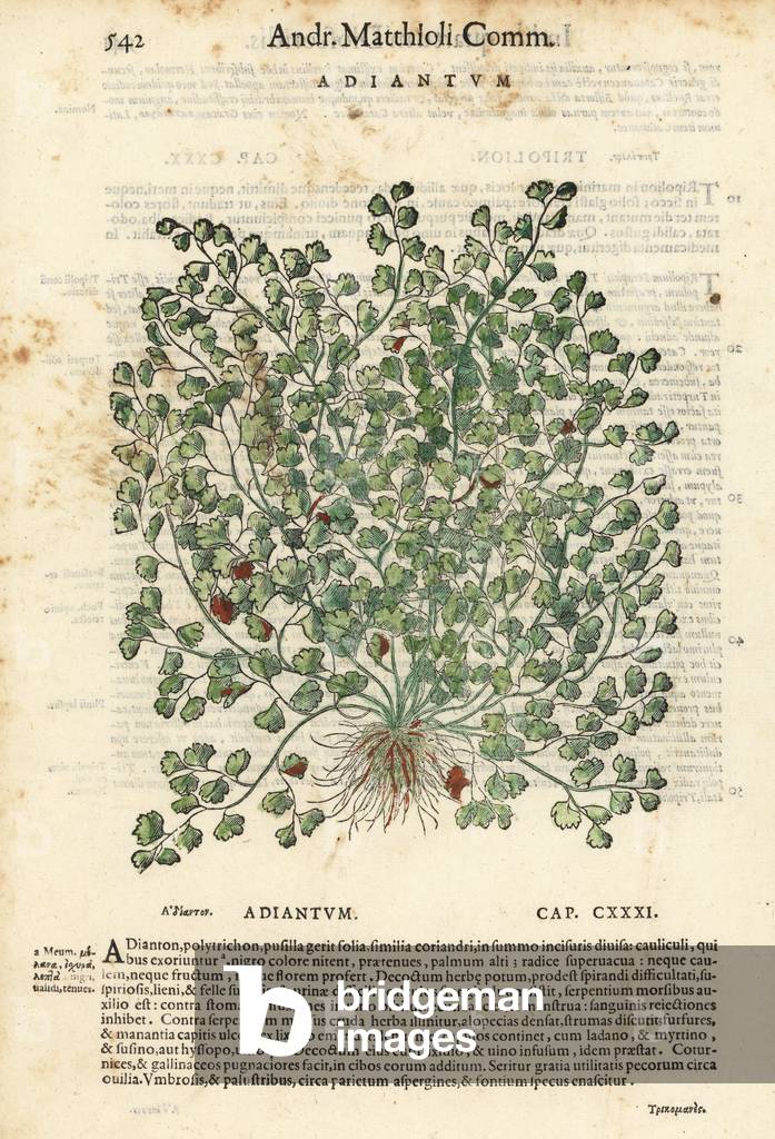 Southern maidenhair fern, Adiantum capillus-veneris. Handcoloured woodblock print by Wolfgang Meyerpick after an illustration by Giorgio Liberale from Pietro Andrea Mattioli's Discorsi di P.A. Matthioli ne i sei libri della Materia Medicinale di Pedacio Dioscoride Anazarbeo (Commentary on the Materia Medica of Dioscorides), Vincenzo Valgrisi, Venice, 1568.
