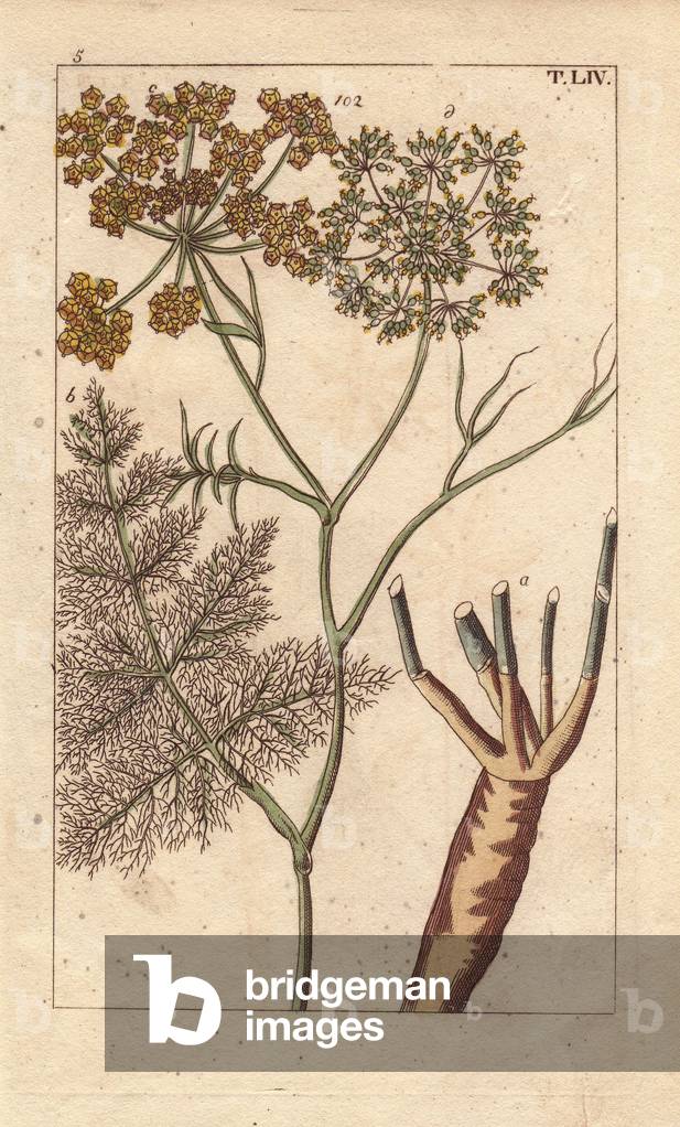 Fennel plant with flower, leaves, root, Foeniculum vulgare