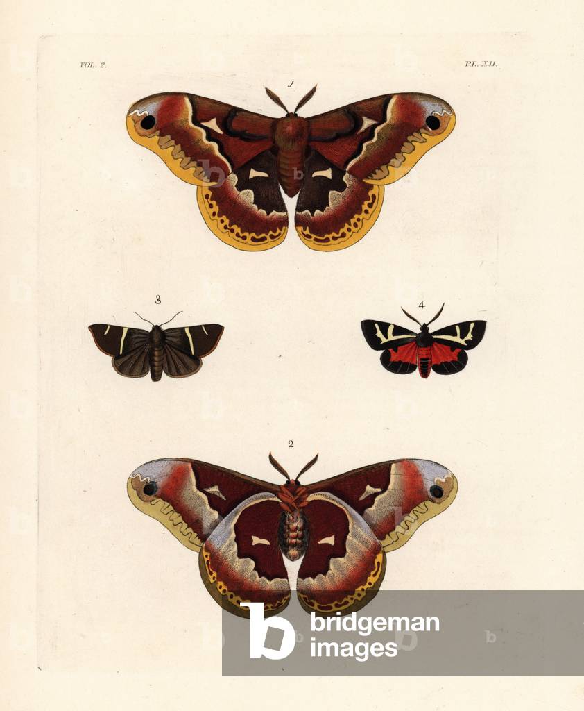 Promethea silkmoth, Callosamia promethea (Saturnia promethea) female, dorsal 1, ventral 2, short-lined chocolate moth, Argyrostrotis anilis (Noctua anilis) 3, and figured tiger moth, Grammia figurata (Nemeophila figurata) 4. Handcoloured lithograph from John O. Westwood's new edition of Dru Drury's “” Illustrations of Exotic Entomology,”” Bohn, London, 1837.