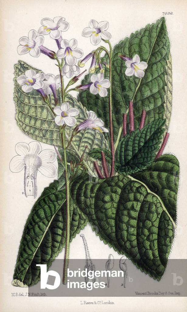 Plant native to Cape of Good Esperance (South Africa), Streptocarpus parviflora. Drawing by Matilda Smith (1854-1926), Lithography by J.N. Fitch in Curtis Botanical Magazine, by Joseph Dalton Hooker, published in London, England, by L. Reeve and Co, 1889.