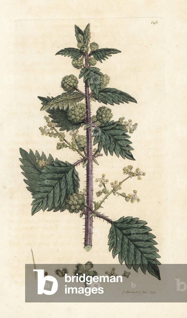 Roman nettle, Urtica pilulifera (nettle) Handcoloured copperplate engraving by James Sowerby from James Smith's English Botany, London, 1793.