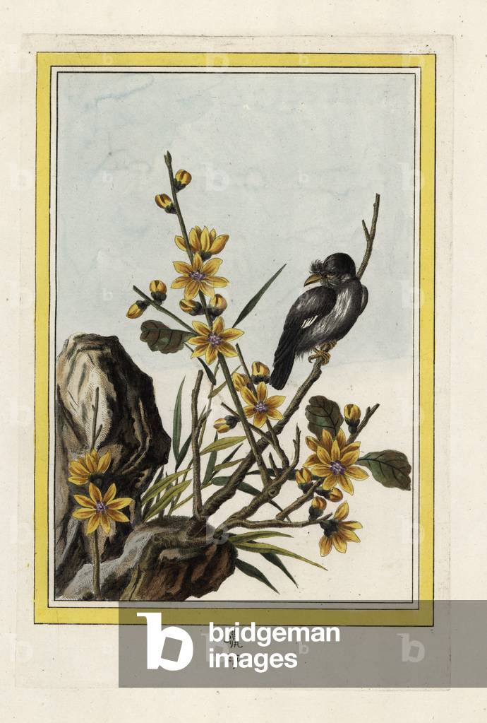 Dogwood from China. Wintersweet or Japanese allspice, Chimonanthus praecox. Handcoloured etching from Pierre Joseph Buchoz 'Precious and illuminated collection of the most beautiful and curious flowers, grown both in the gardens of China and in those of Europe, Paris, 1776.
