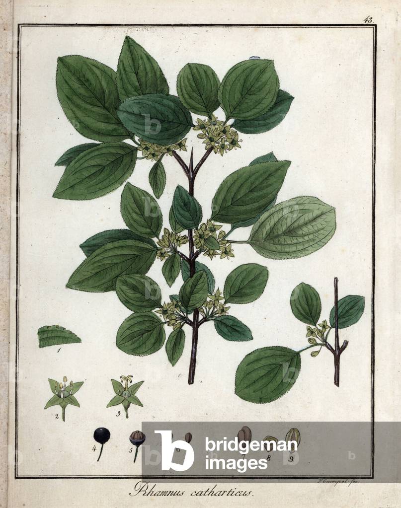 Purgative buckthorn or cathartic buckthorn - Lithography by F. Guimpel, extracted from medical botany by Friedrich Gottlob Haynes (1763-1832), Berlin, 1822 - Common buckthorn, Rhamnus cathartica - Handcoloured copperplate by F. Guimpel from Dr. F. G. Hayne's Medical Botany, Berlin, 1822