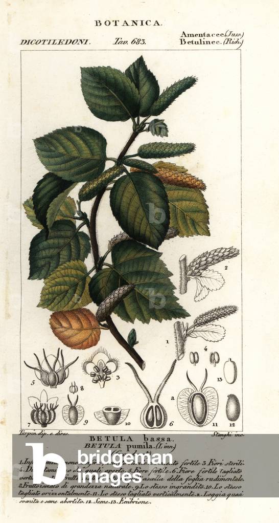 Dwarf birch, Betula pumila