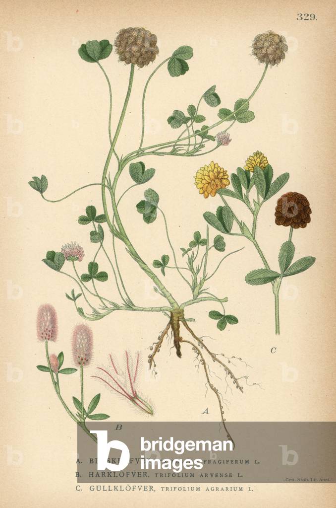 Strawberry clover, Trifolium fragiferum, hare's foot clover, Trifolium arvense, and large hop trefoil, Trifolium agrarium