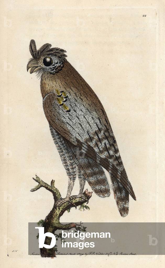 Middle owl owl. Copper engraving by Frederick Polydor Nodder (1751-1801), George Shaw's illustration for the naturalist collection, published in 1790 by George Shaw. Least horned owl (Northern long eared owl). Strix pulchella (Asio otus?). Handcolored copperplate engraving, illustration signed SN (George Shaw and Frederick Polydor Nodder (1751-1801), artist and engraver) from George Shaw's “” Naturalist's Miscellany”” (1790).