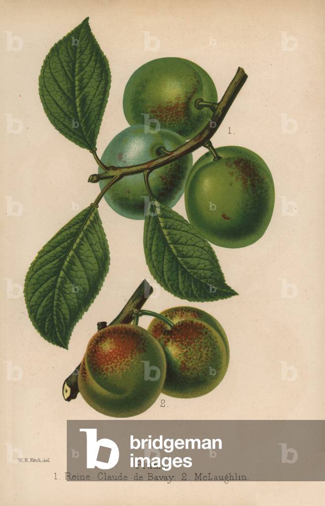 Plum varieties, Queen Claude de Bavay and MacLaughlin. Chromolithography drawn by Walter Hood Fitch, Miss E. Regel and J.L. Macfarlane, lithography by G.Severeyns and Stroobant, Belgium, published in Floriste et Pomologie, by Robert Hogg, published in London 1878 to 1884.